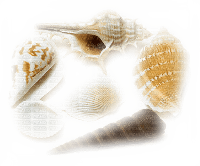 shellfish deco - darmowe png