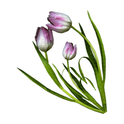 tulipe.Cheyenne63 - zdarma png