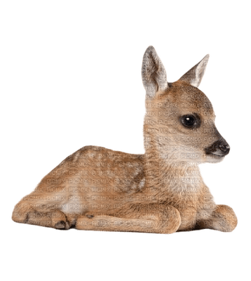 cerf fawn autumn reh deer herbst automne   animal    spring   tube - png gratuito