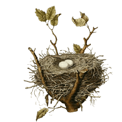 Kaz_Creations Bird-Nest - PNG gratuit