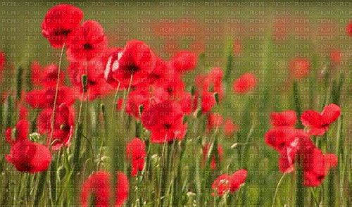 poppy flowers bp - Бесплатный анимированный гифка