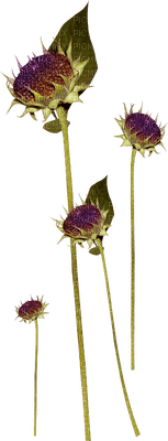 plants anastasia - безплатен png