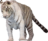 tiger - Gratis animeret GIF