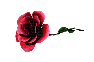 ruusu, rose - Free PNG