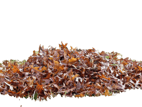 Leaf Pile - nemokama png