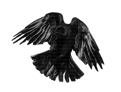 crow katrin - zdarma png