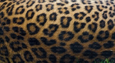leopard bp - 無料png