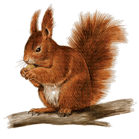 Eichhörnchen - nemokama png