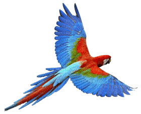 Kaz_Creations Parrot Bird - png gratis