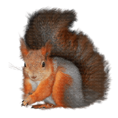 Kaz_Creations Animals Squirrels Squirrel - besplatni png