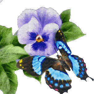 pansy flowers bp - Безплатен анимиран GIF