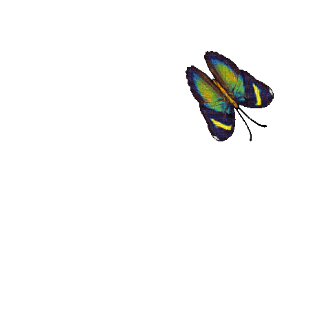 Vlinder - 免费动画 GIF