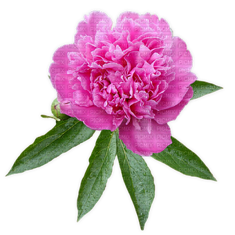 kikkapink deco flower peony purple pink spring - darmowe png