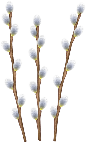 Easter willow branches Bb2 - фрее пнг