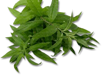 Tube Plante Verte - бесплатно png