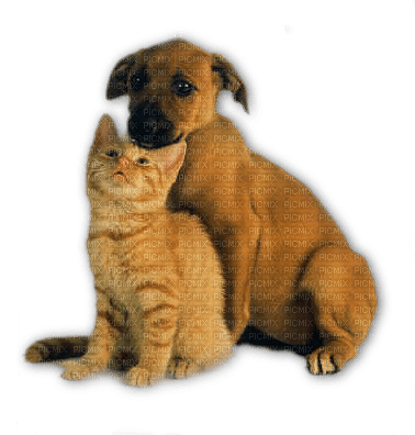 gala animals dog - png grátis