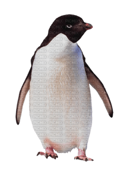 aze pingouin - besplatni png
