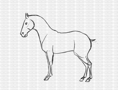 Horse - GIF animasi gratis