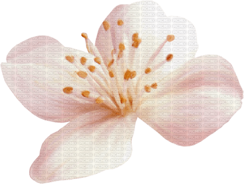 dolceluna white flower pink spring - ücretsiz png