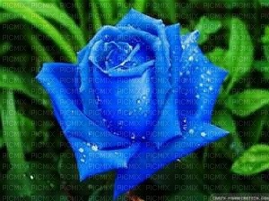 rose bleu - besplatni png