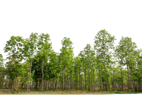 träd-skog---tree--forest - 免费PNG