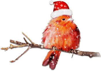 soave deco bird branch christmas winter red - png grátis