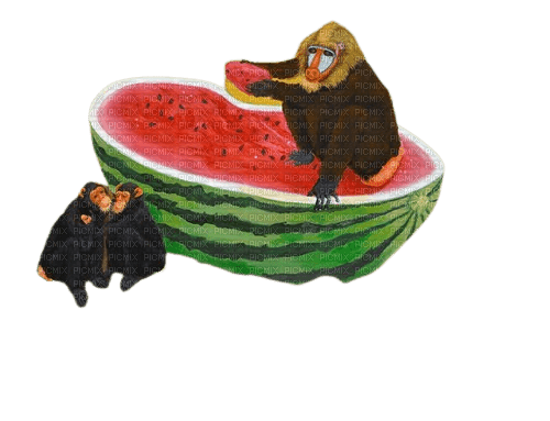 mandrill and melon - 無料png