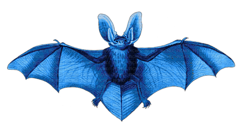 Gothic Blue Bat png - фрее пнг
