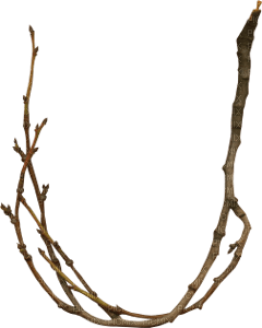branch, tree - PNG gratuit