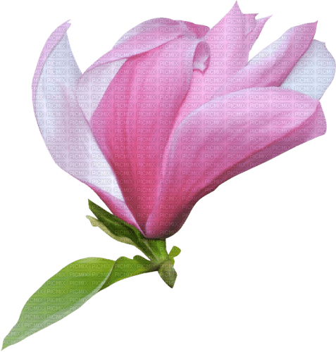 Цветок магнолии - δωρεάν png