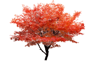 orange autumn tree, sunshine3 - ingyenes png