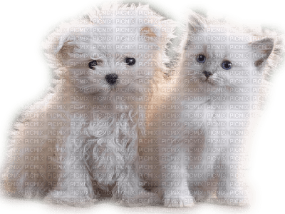 Kaz_Creations Animals Animal Dogs Dog Pup Cat Kitten - бесплатно png