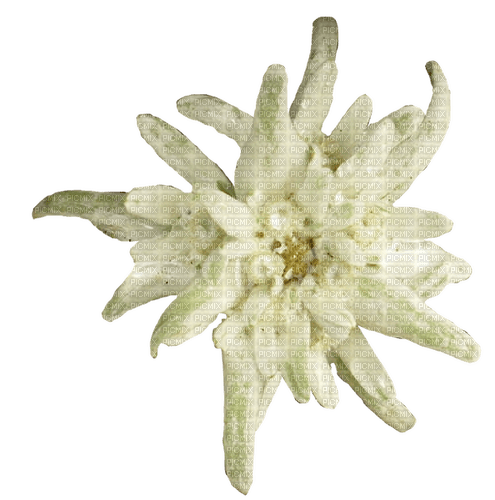 Edelweiss - Free PNG