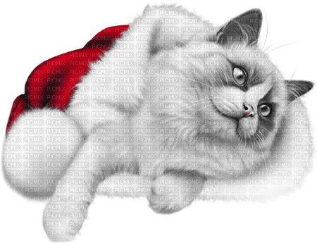 soave christmas animals winter cat black white - 免费PNG