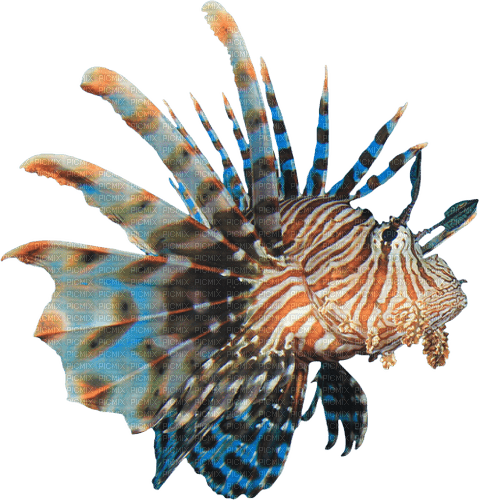 coral reef fish, sunshine3 - Free PNG