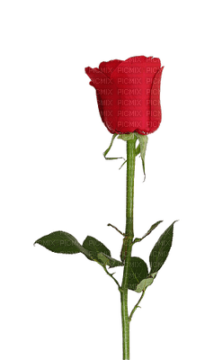 minou red rose - gratis png