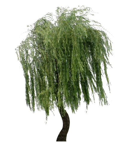 green willow tree sunshine3 - png grátis