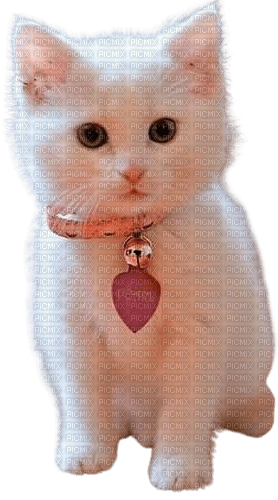 white cat - PNG gratuit