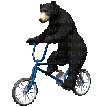 Bear riding bicycle animated gif - Animovaný GIF zadarmo