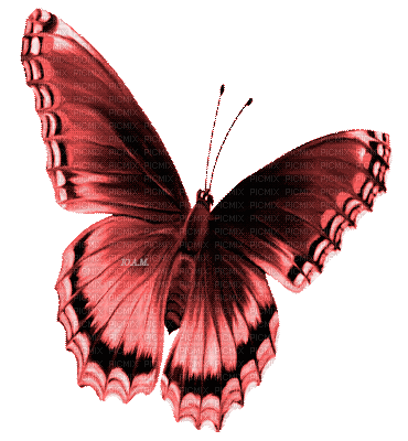 Y.A.M._Summer butterfly red - GIF animado grátis