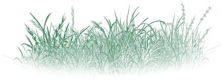 soave deco spring grass border floor green - 免费PNG