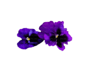 Flowers - ingyenes png