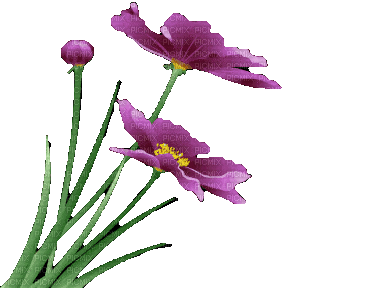 Цветы - Gratis geanimeerde GIF