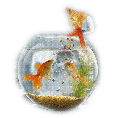 fish bowl bp - kostenlos png