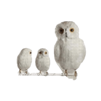 chouettes - kostenlos png
