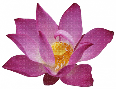 lotus - darmowe png