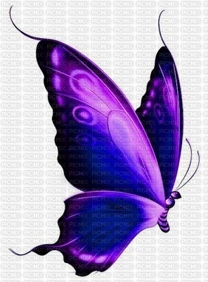 Butterfly - δωρεάν png