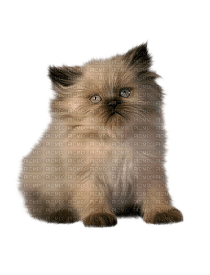 Kaz_Creations Cats Cat Kittens Kitten - бесплатно png