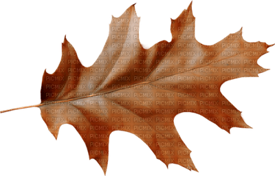 Kaz_Creations Deco  Colours Autumn Leaves Leafs - zdarma png