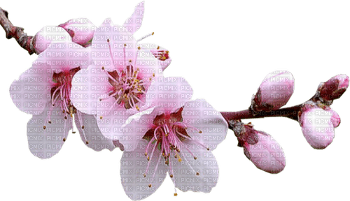 Spring Blossom Pink - besplatni png
